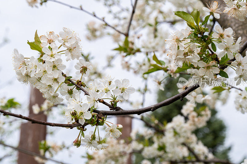 酸樱桃(Prunus cerasus)树在花园里开花